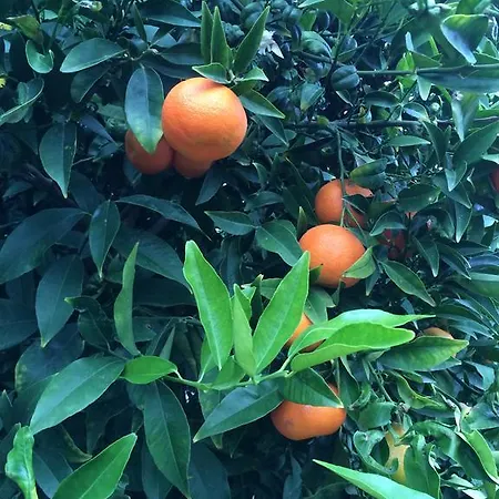 Cyclades מלון דירות Platis Gialos (Sifnos)